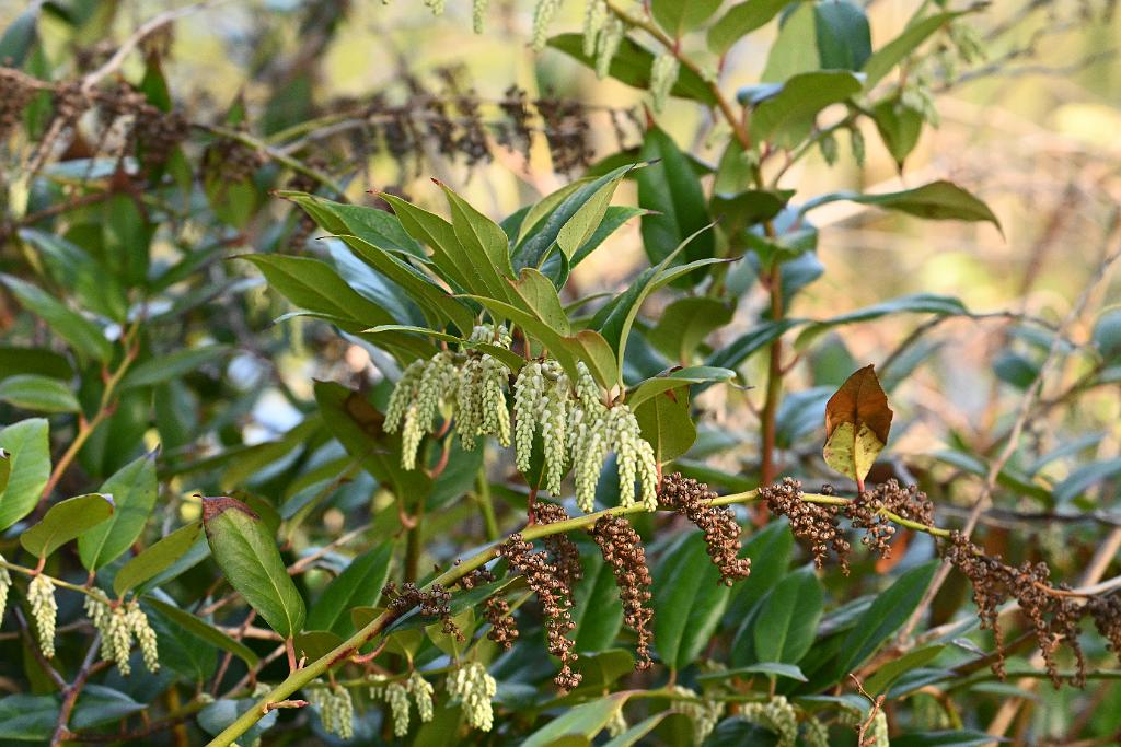 2025-05117967 Ipswitch River Wildlfe Sanctuary,  MA.JPG - Highland Doghobble (Leucothoe fontanesiana). Ipswitch River Wildlife Sanctuary,MA, 5-11-2025